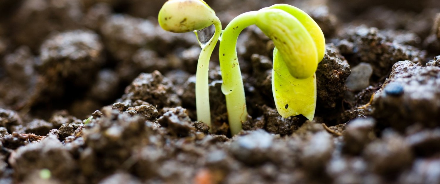 Germes de croissance
