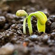 Germes de croissance