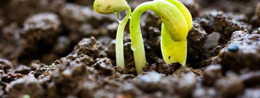 Germes de croissance